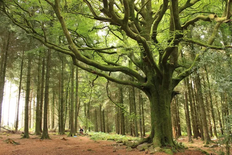 Visiter la forêt de Brocéliande : 5&nbsp;incontournables
