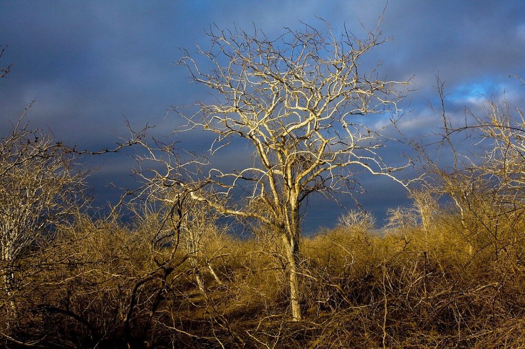 consumérisme spirituel