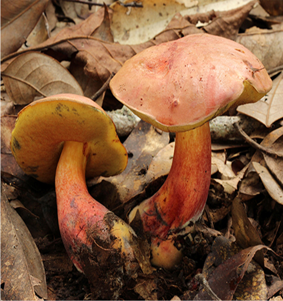 lanmaoa asiatica